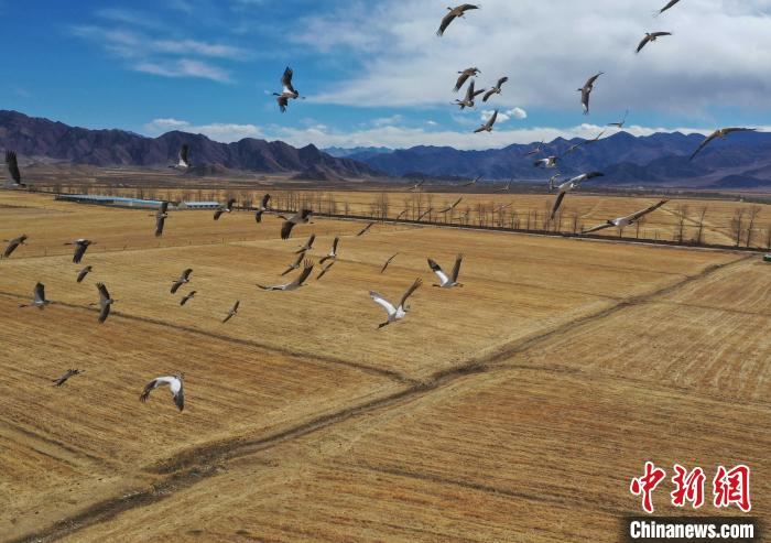 圖為黑頸鶴在拉薩市林周縣境內(nèi)飛翔?！∝暩聛硭?攝