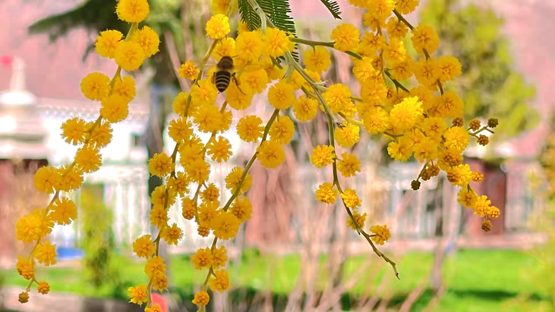 蜜蜂吮吸著金合歡花蕊里的蜂蜜。