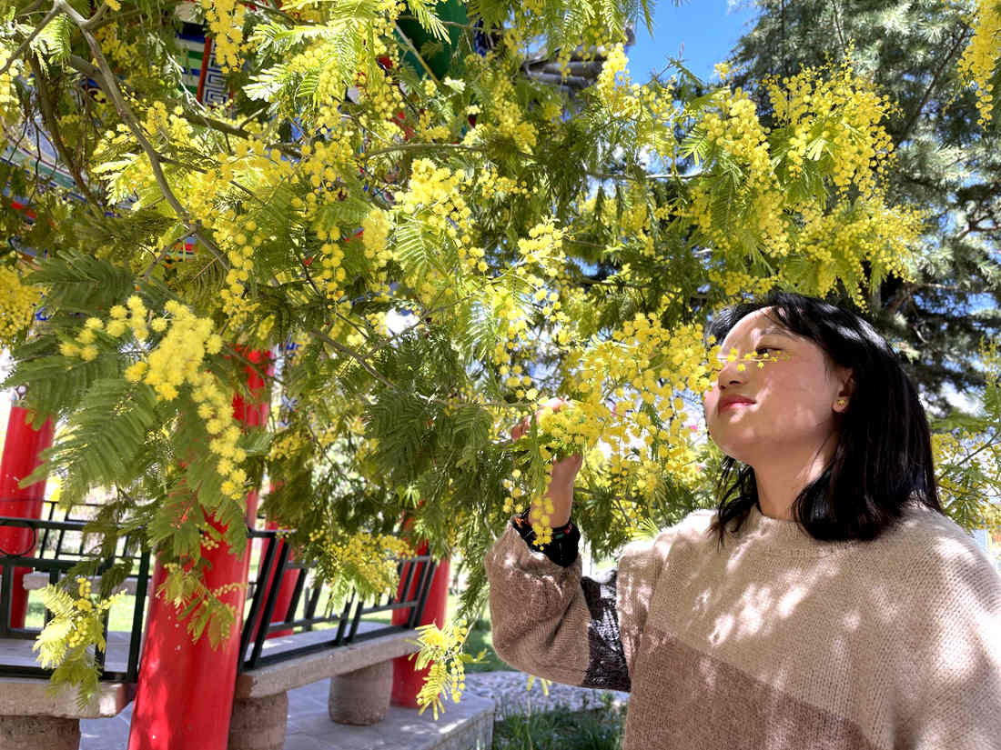 游客仔細(xì)觀賞黃絨絨的金合歡花。