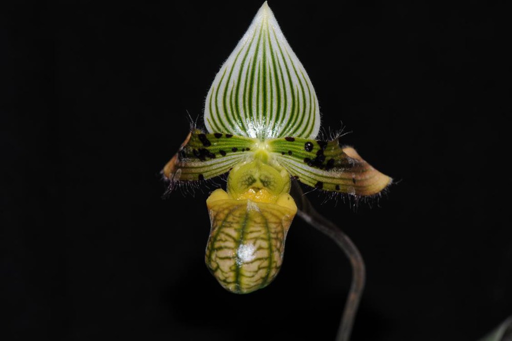 秀麗兜蘭。金效華攝