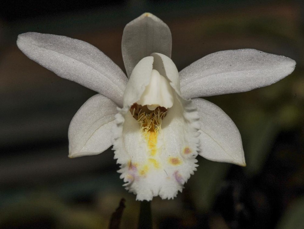 毛唇獨(dú)蒜蘭。 金效華攝