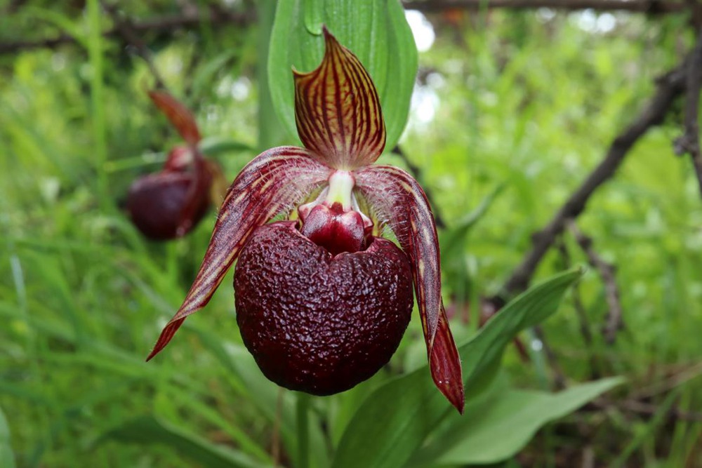 波密灼蘭。王翰臣攝