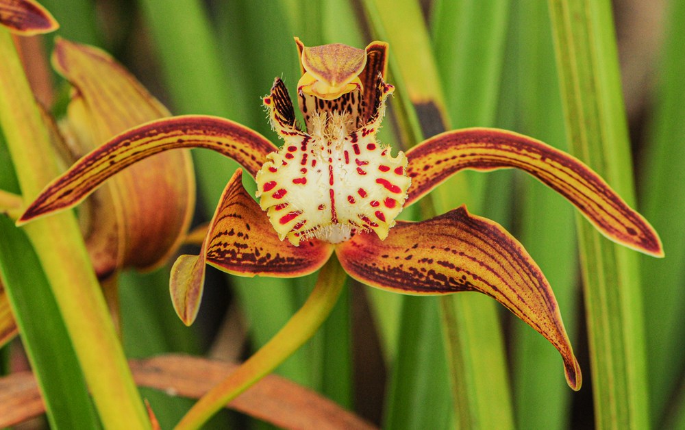 西藏虎頭蘭。李劍武攝