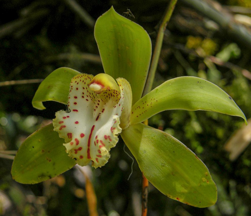 虎頭蘭。金效華攝