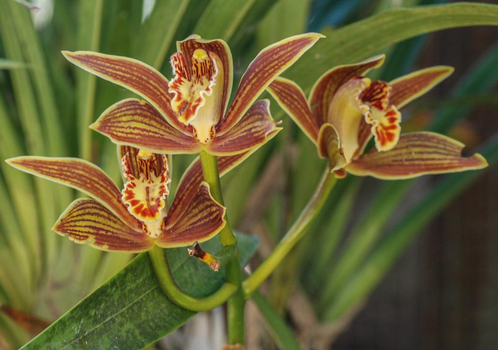 黃嬋蘭。李劍武攝