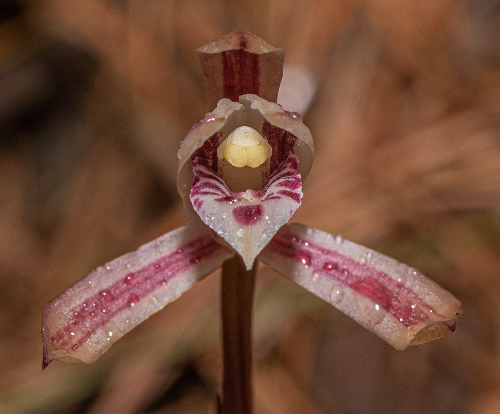 大根蘭。葉超攝
