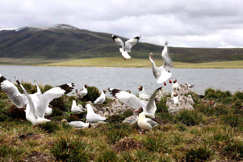 棲息的候鳥(niǎo)。