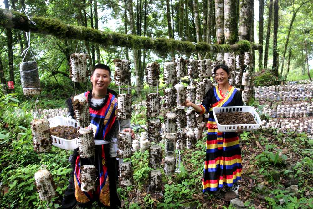 木耳豐收。次仁央宗攝