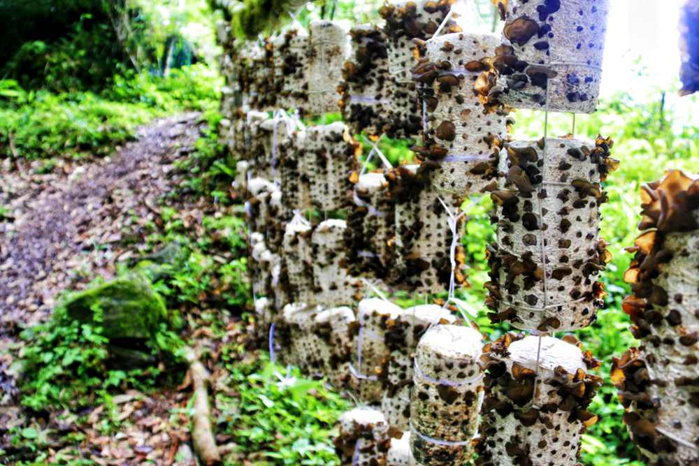 生長中的木耳。次仁央宗攝