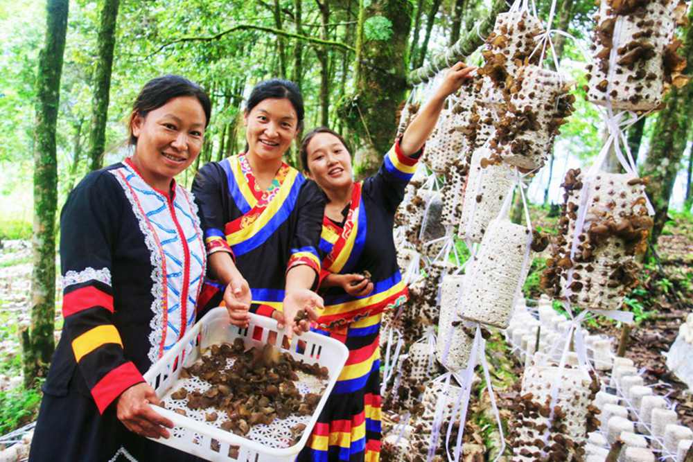 木耳產(chǎn)量頗豐。次仁央宗攝