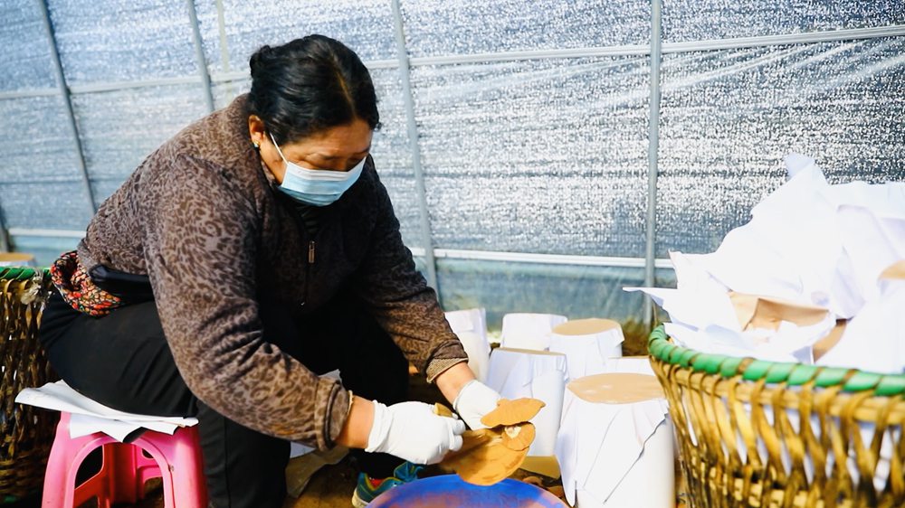 采收靈芝孢子粉。