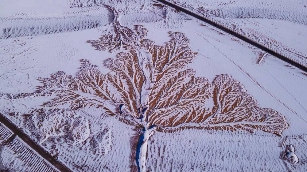 雪中“大樹”。邊巴多吉攝