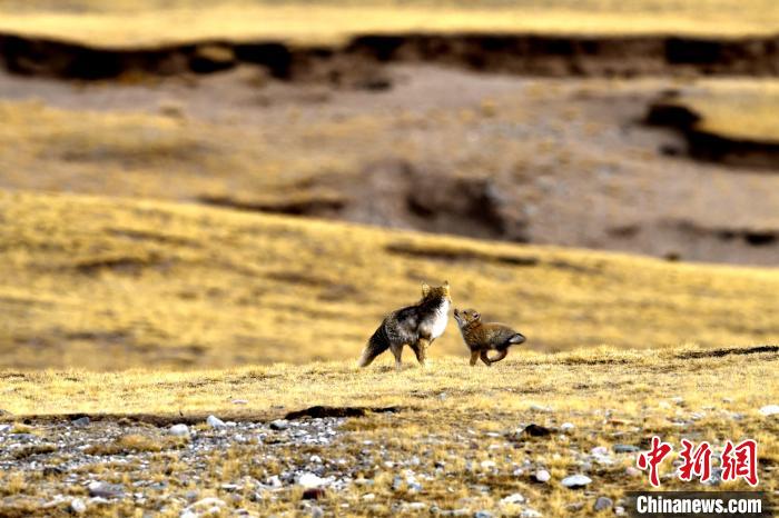 來自媽媽的愛！高原藏狐母子嬉戲畫面暖人心