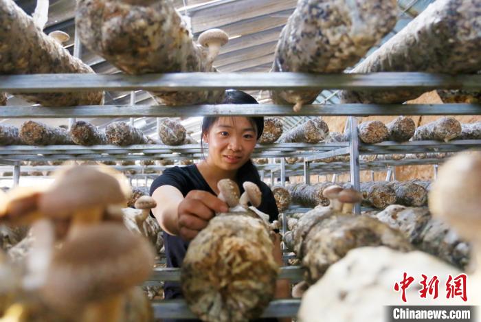 甘肅天祝“香菇夫妻”下山入川：大棚里育“錢(qián)景”