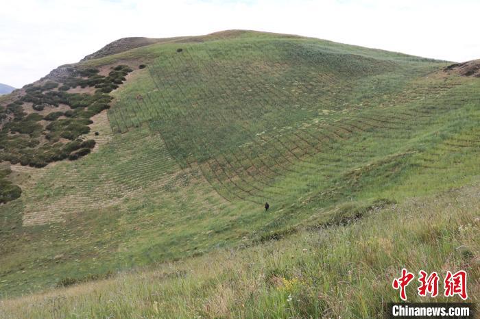 四川省阿壩州若爾蓋縣草原沙化治理后。若爾蓋縣林業(yè)和草原局供圖