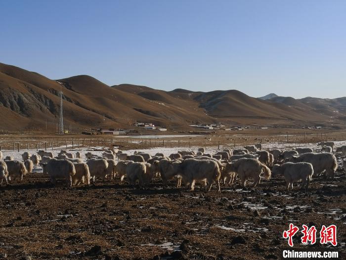 圖為甘肅天祝白牦牛。(資料圖) 南如卓瑪 攝