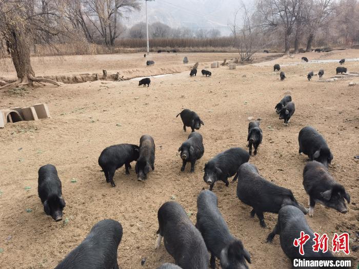 圖為藏香豬。　祁增蓓 攝