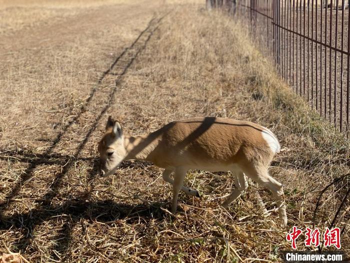 圖為普氏原羚?！±罱瓕?攝