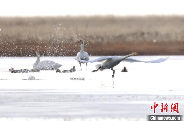 四川省阿壩州若爾蓋縣麥溪鄉(xiāng)的大天鵝?！“苍?攝