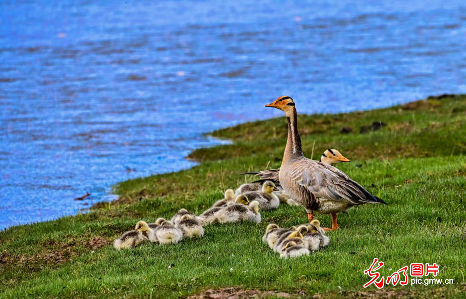 三江源國家公園正式設(shè)立，這是青海生態(tài)文明建設(shè)的新答卷