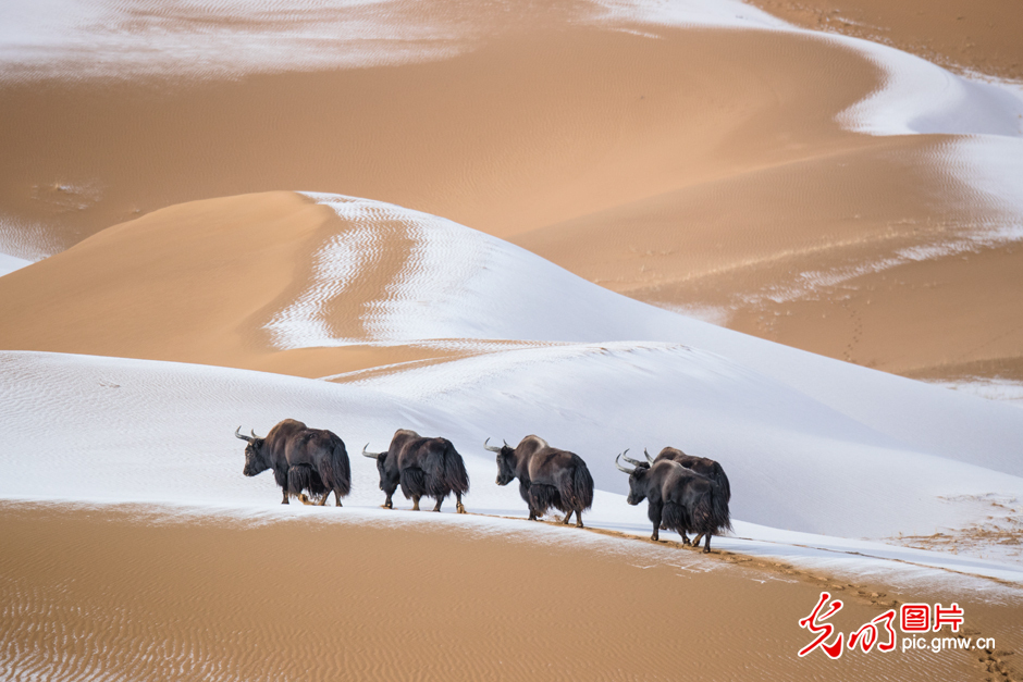 三江源國家公園正式設(shè)立，這是青海生態(tài)文明建設(shè)的新答卷