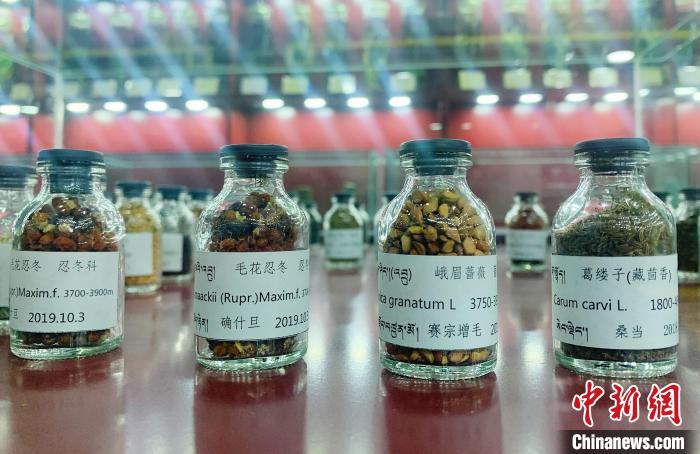 圖為海拔3500米以上珍貴草藥種子。　馬銘言 攝