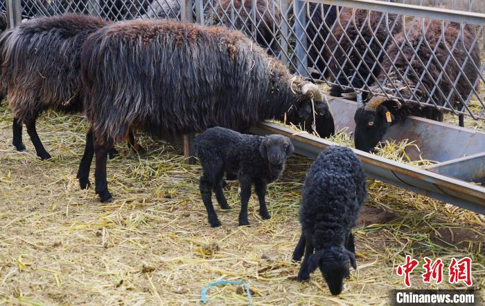 圖為黑藏羊及小羊羔正在吃草?！●R銘言 攝