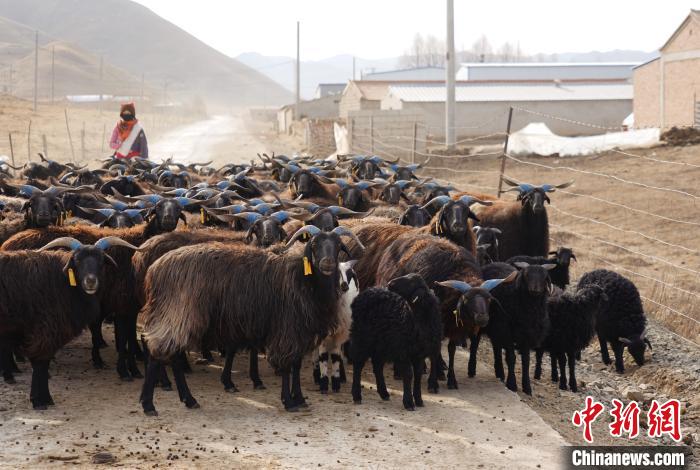 圖為牧民家的黑藏羊。　馬銘言 攝