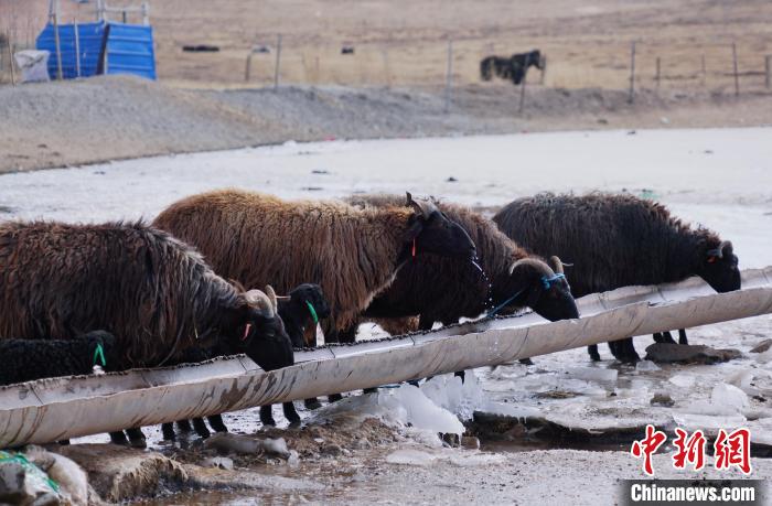圖為黑藏羊正在喝水?！●R銘言 攝