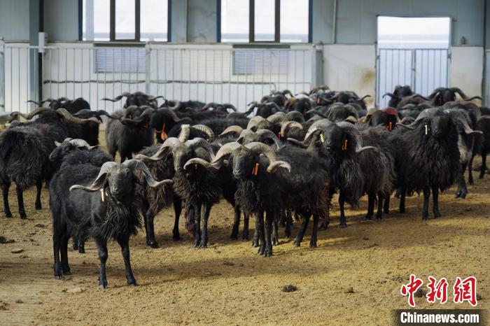 圖為黑藏羊。　馬銘言 攝