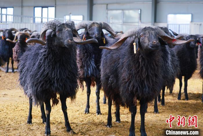 圖為黑藏羊?！●R銘言 攝