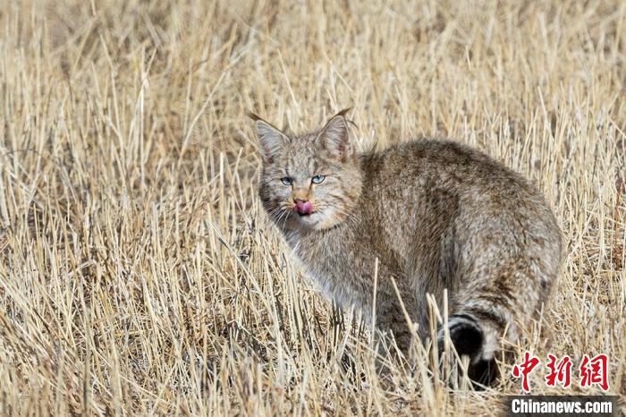 圖為拍攝到的荒漠貓?！O春生 攝