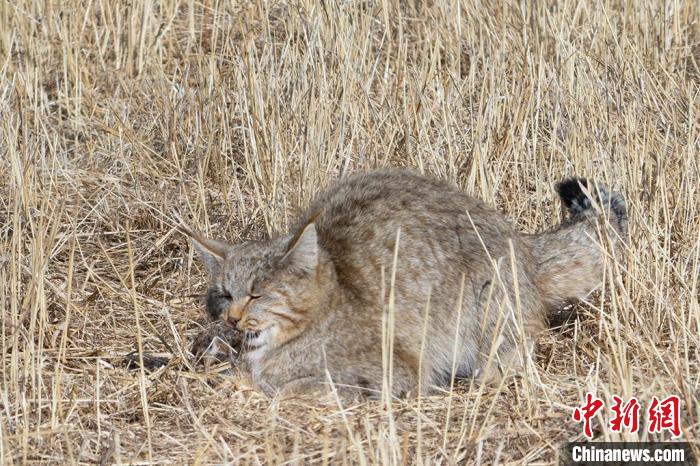 圖為拍攝到的荒漠貓?！≡S明遠 攝