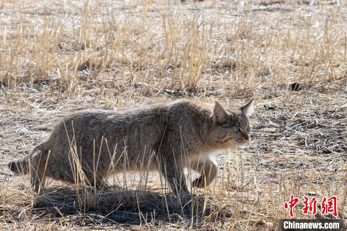 圖為拍攝到的荒漠貓。　孫春生 攝