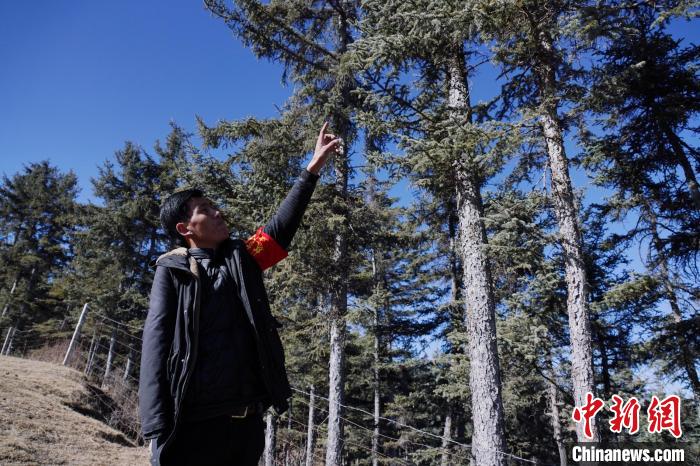 圖為桑杰加介紹林場(chǎng)樹木?！●R銘言 攝