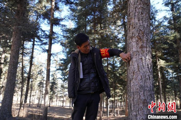 圖為桑杰加檢查林場(chǎng)樹木是否有病蟲害?！●R銘言 攝