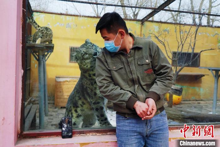 圖為雪豹“奶爸”史壽軍直播休息時(shí)與雪豹互動(dòng)?！●R銘言 攝