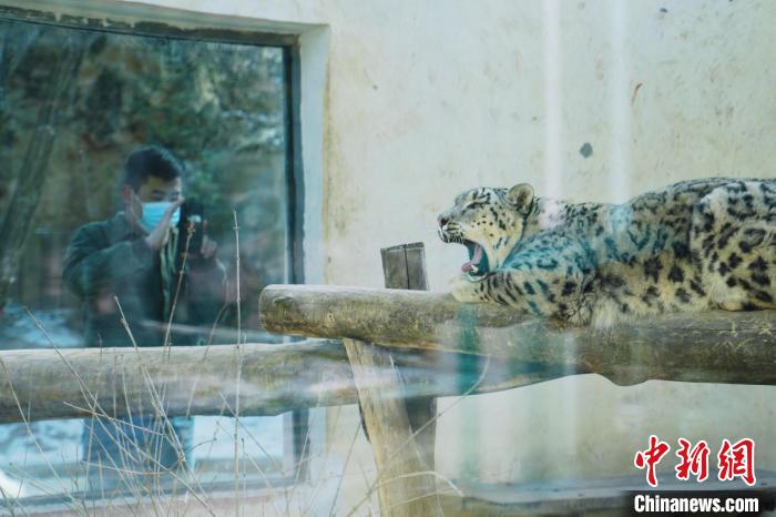 圖為雪豹“奶爸”史壽軍正在直播?！●R銘言 攝