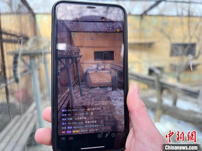 圖為雪豹“奶爸”史壽軍正在直播?！●R銘言 攝