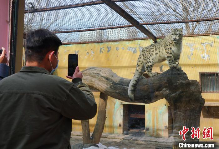 圖為雪豹“奶爸”史壽軍正在直播?！●R銘言 攝