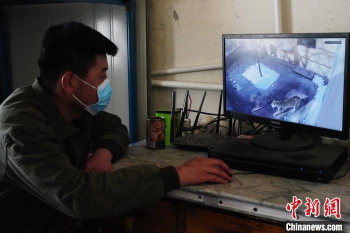 圖為雪豹“奶爸”史壽軍通過監(jiān)控察看雪豹情況?！●R銘言 攝