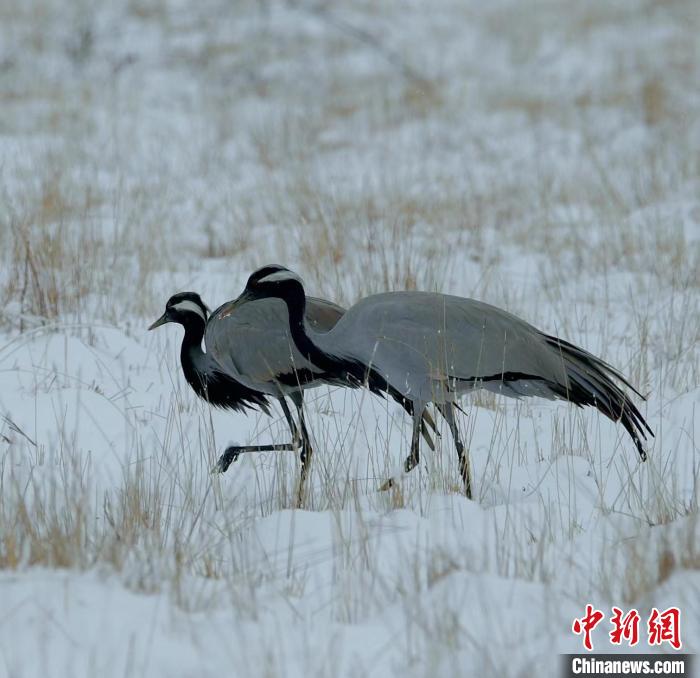 在若爾蓋濕地的蓑羽鶴?！∩袞|機(jī) 攝
