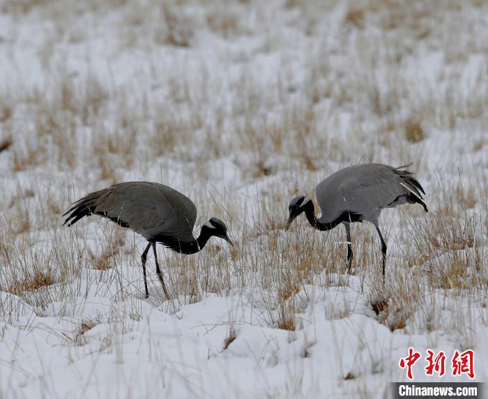 在若爾蓋濕地的蓑羽鶴?！∪魏吻?攝