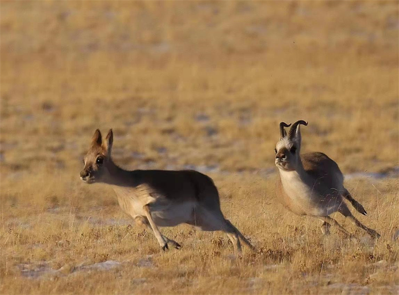 藏羚羊。圖片來源：農牧民大自然攝影隊
