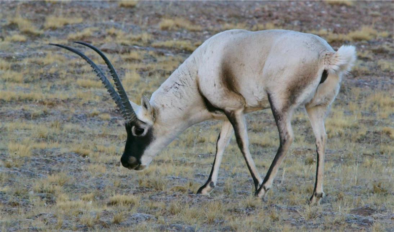 藏羚羊。圖片來源：農牧民大自然攝影隊