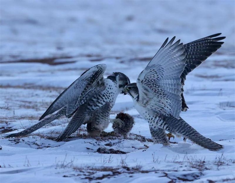 獵隼。圖片來源：農牧民大自然攝影隊