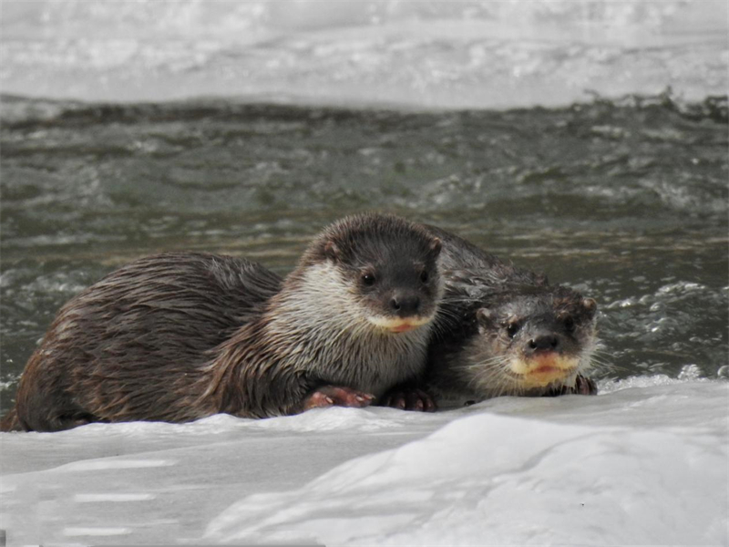 歐亞水獺。圖片來源：農牧民大自然攝影隊