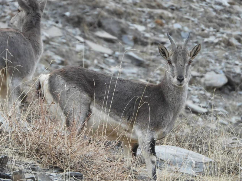 巖羊。圖片來源：農牧民大自然攝影隊