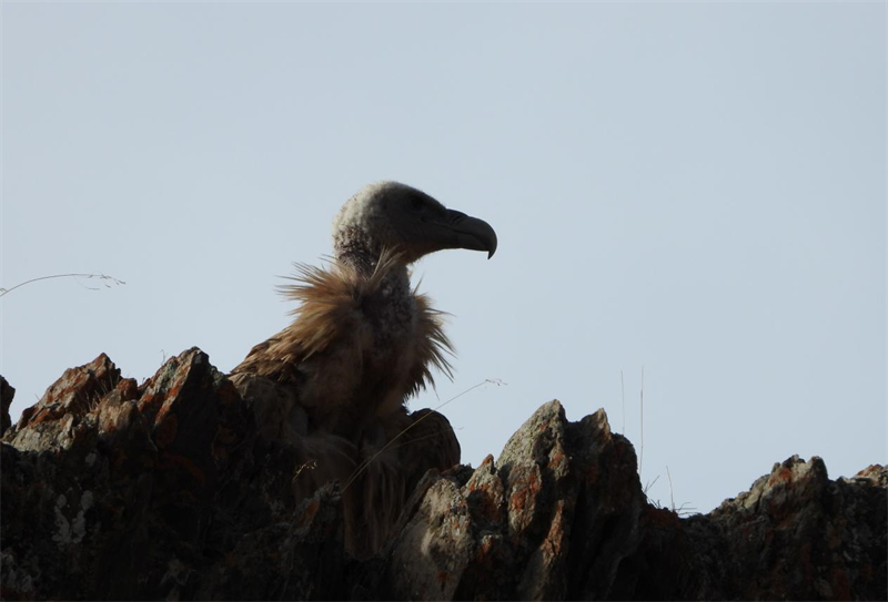 高原兀鷲。圖片來源：農牧民大自然攝影隊