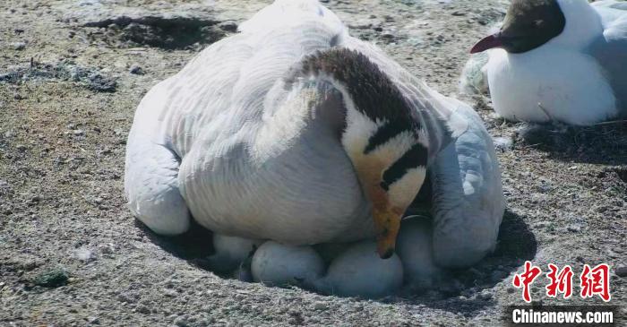 圖為斑頭雁孵蛋?！【G色江河 供圖